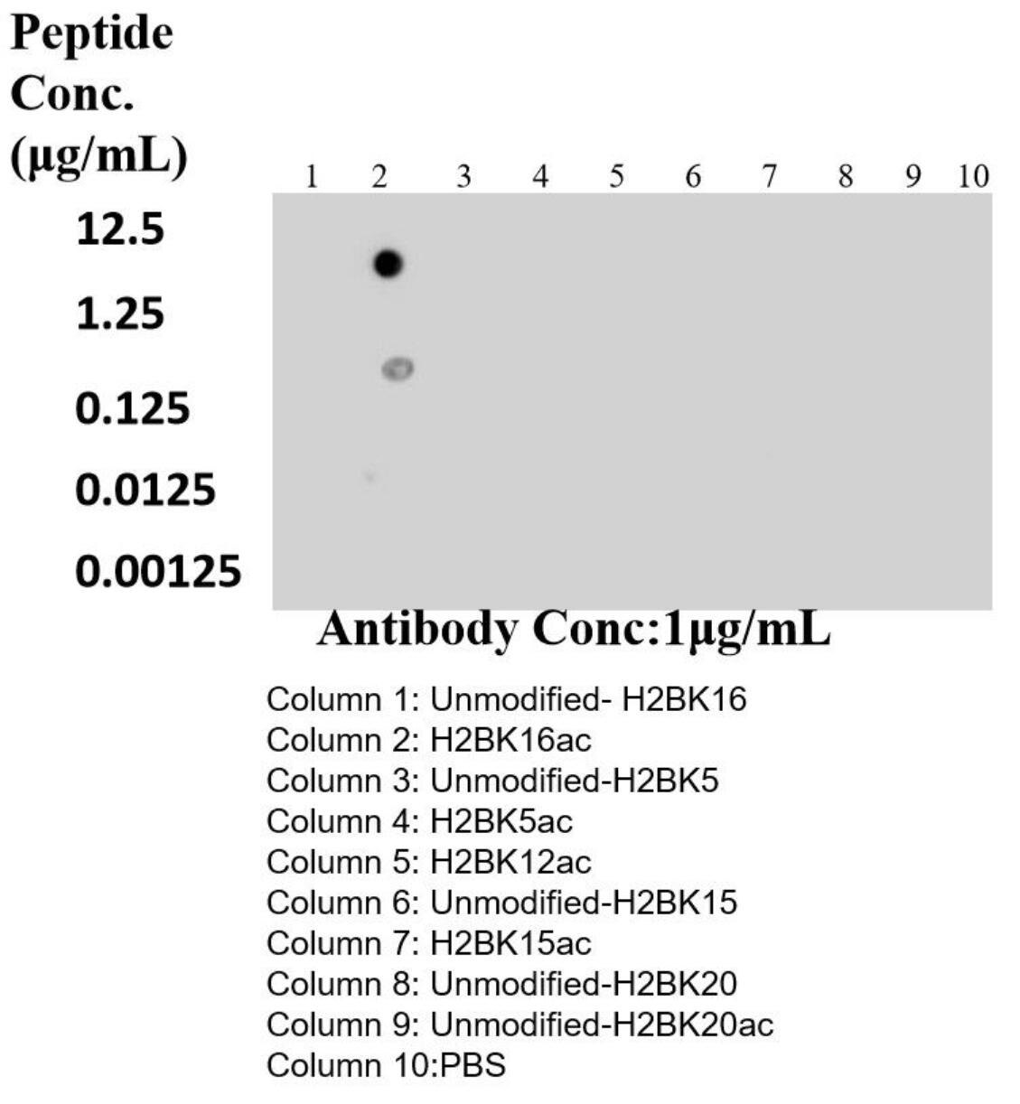 Dot Blot experiment of peptide using Acetyl-Histone H2B (Lys16) Recombinant antibody (84446-2-RR)